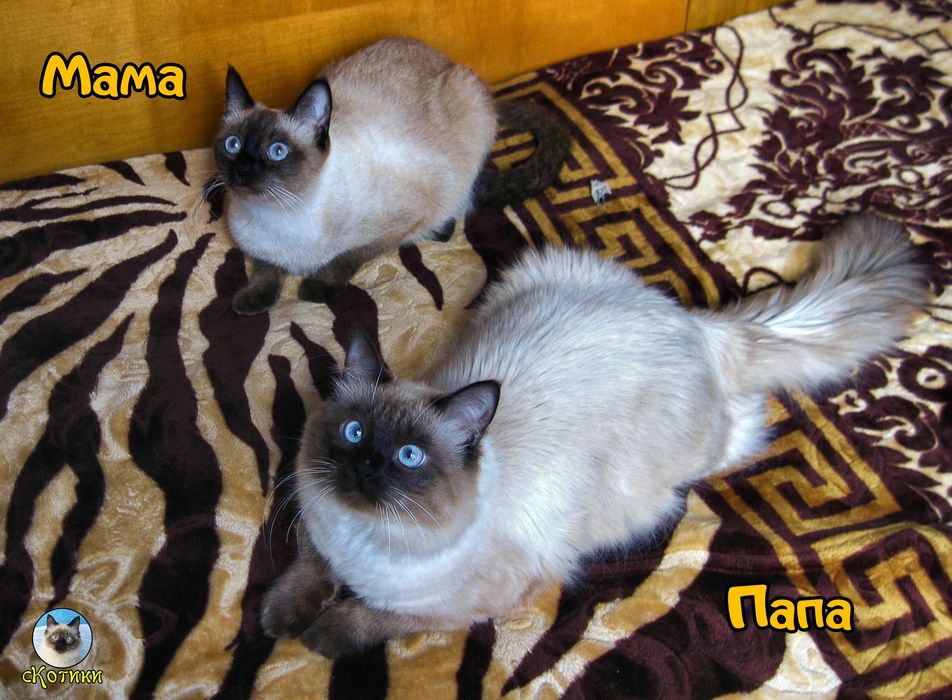 Тайские (сиамские) котята. 2 месяца. Гипоаллергенные