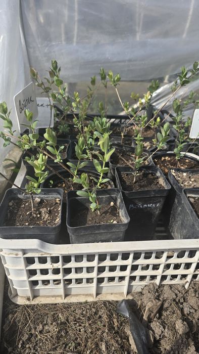 Продам Жимолость