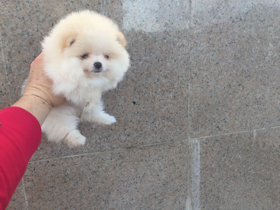 Померанчета мини Померанчета