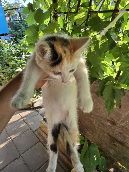 Котята сибирской породы