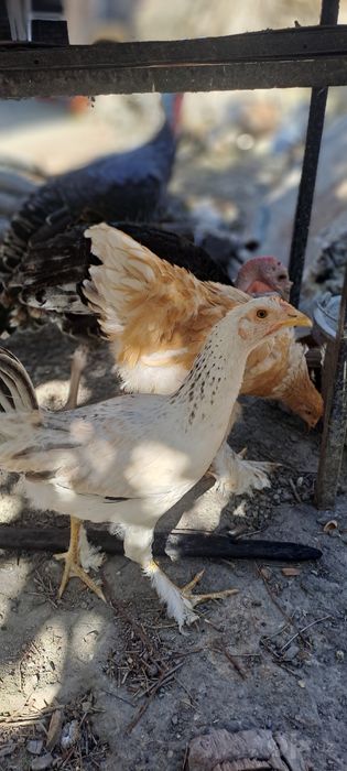 Bramma zotli tovuqlar sotiladi soni 3ta