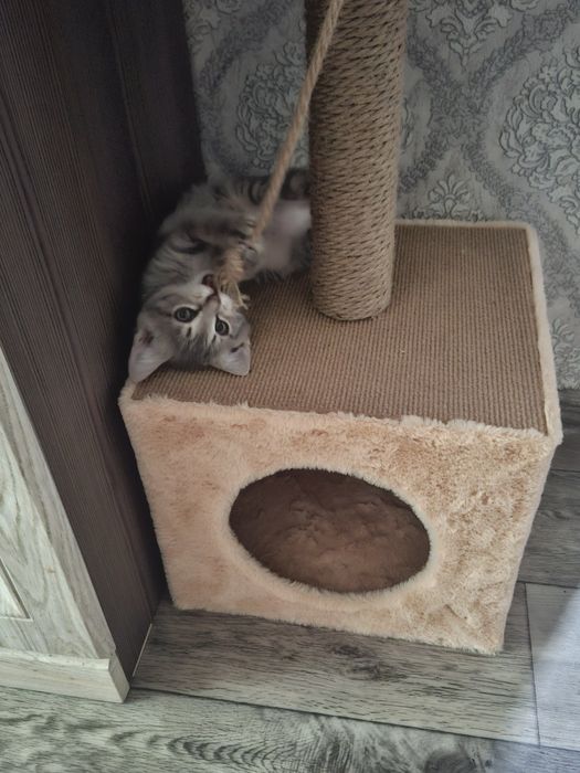 От дадим в хорошие руки
