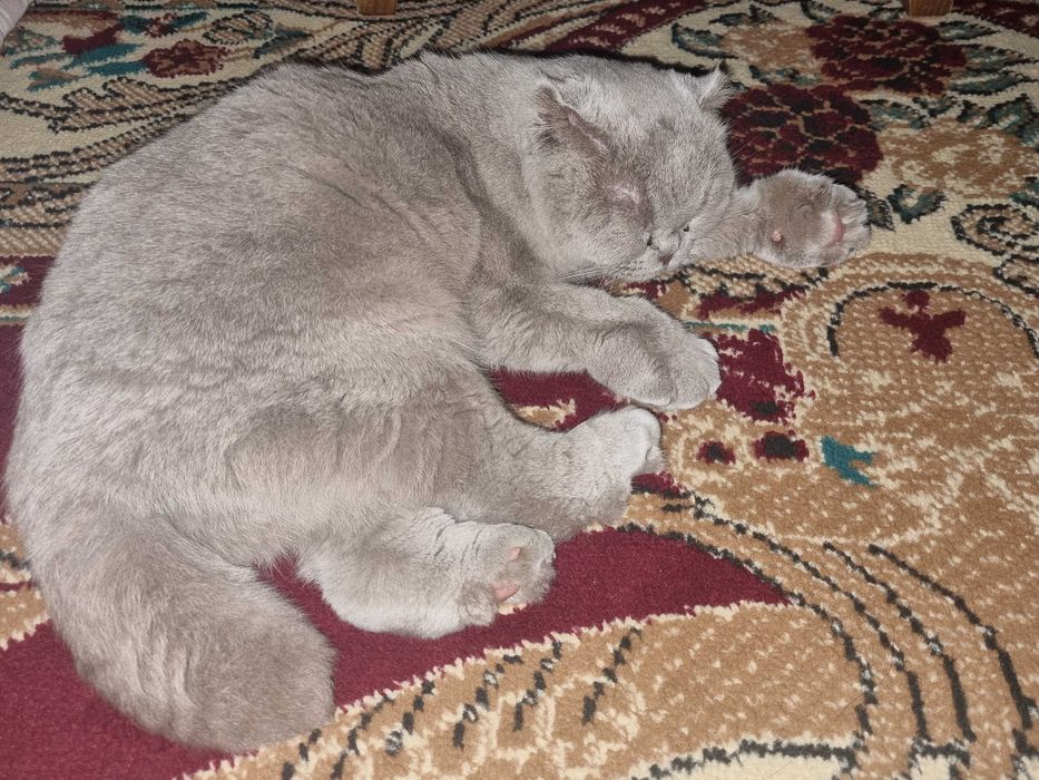 шотландский вислоухий