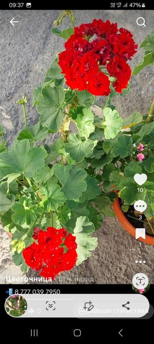 Продам Герань Пеларгония