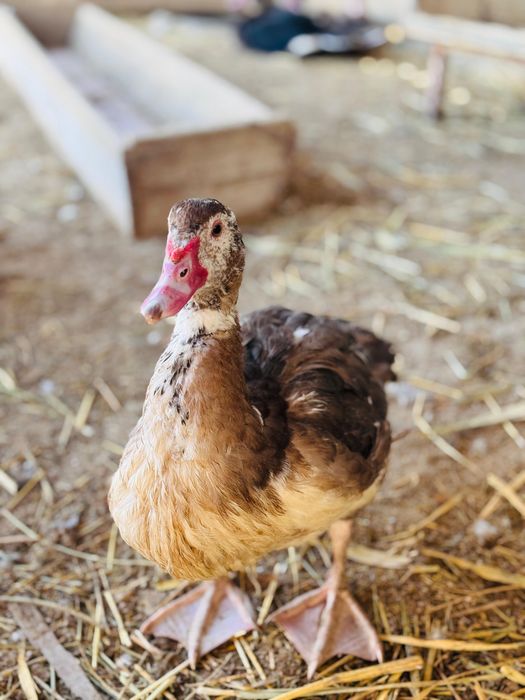 Индаутка сатылады