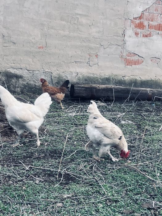 Продам петухы молодняки