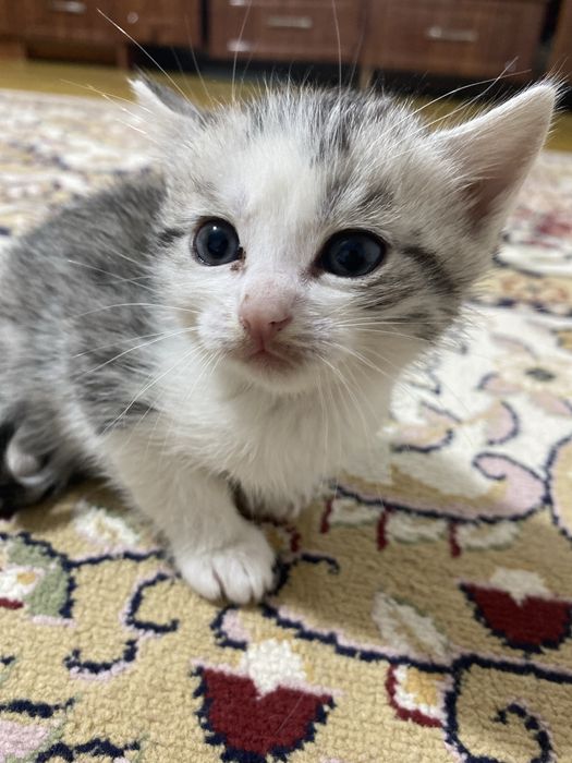 Кот шотладский прямоухи