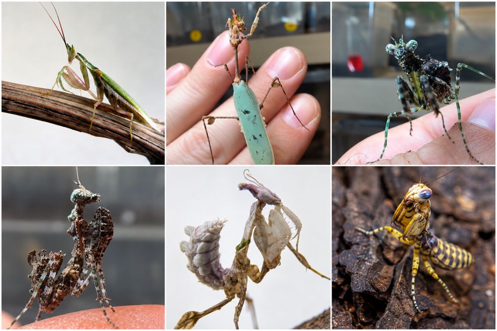 Nimfe Mante calugarite mantis insecte exotice,specii rare terariu hrana asistenta/livrare prin curier/instagram:exotic rare insects cautare la cerere