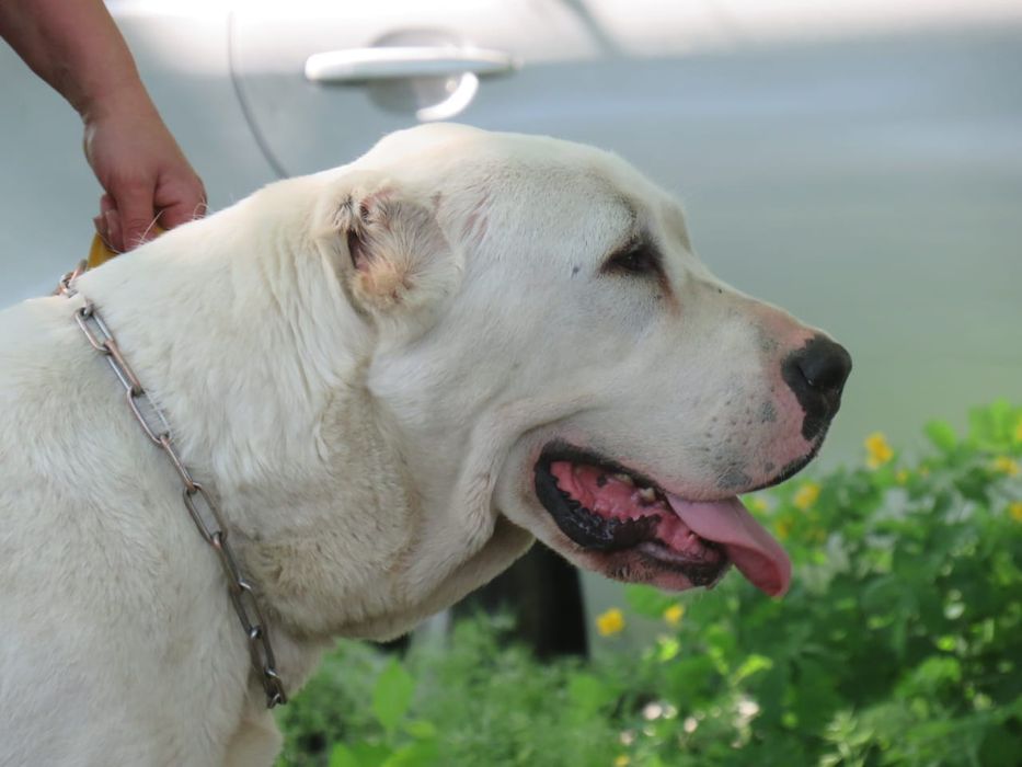 Резерв на щенков САО алабай