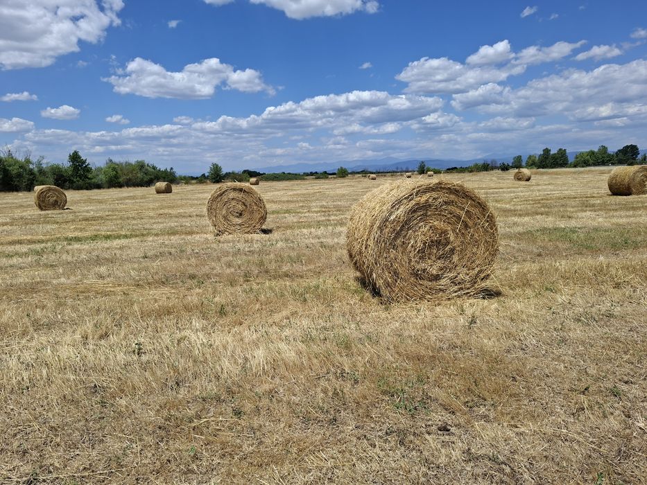 Продавам бали сено рулонки от тази година