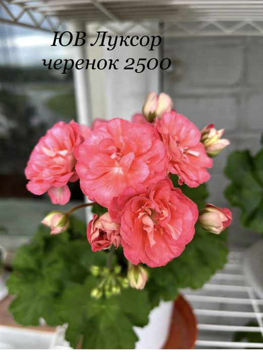Продам черенок пеларгонии