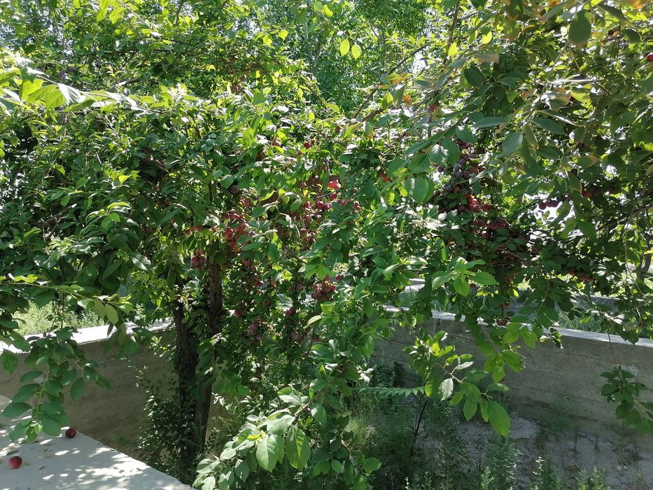 Yer sotiladi G’ijduvon