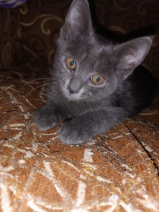 Кареглазый котёнок