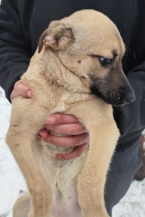 Щенок девочка 3 месяца ищет дом