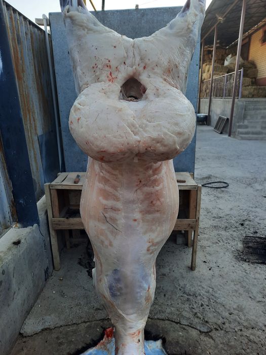 Кой токты тусак кошкар баран овцы