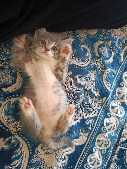 Отдам даром котят