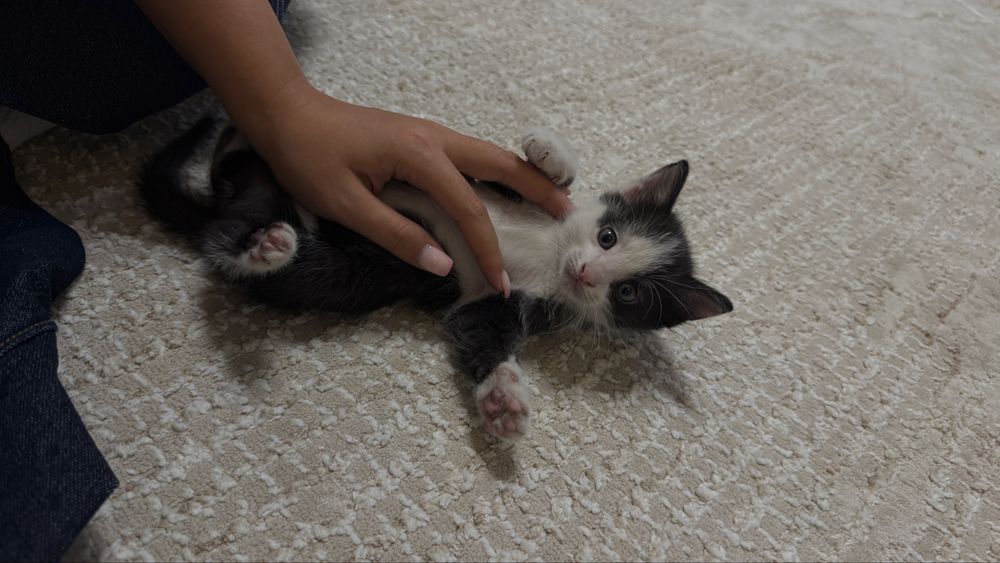 Котенок в добрые руки