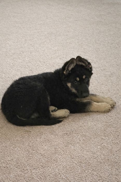 Продам щенков ВЕО с родословной