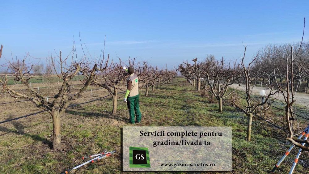 Toaletare pomi fructiferi în Arad/ Tăiere pomi, îngrijire livadă