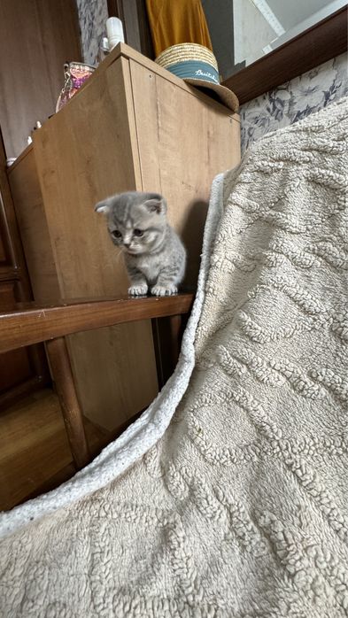 продам котят Шотландская