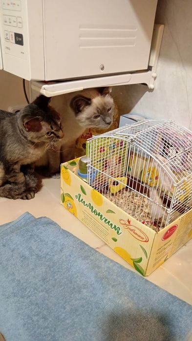 В добрые руки котики