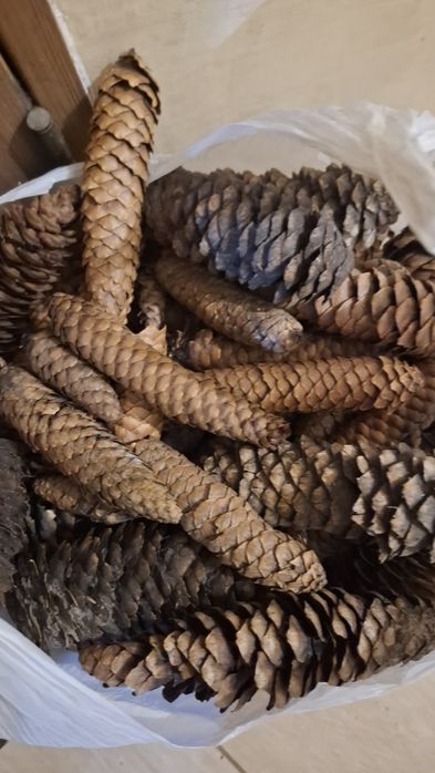 Отдам шишки поломанные