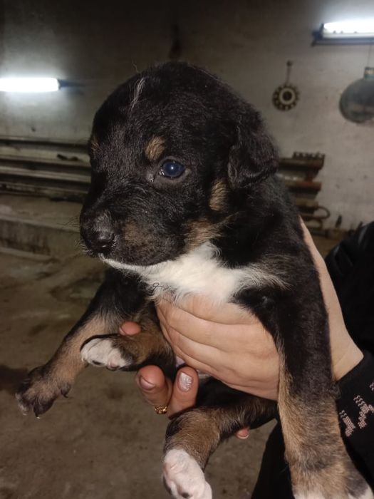 Милые щенята ищут дом