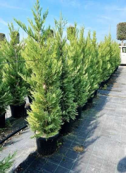 Leylandii Vesnic Verde pentru Curte si Gradina