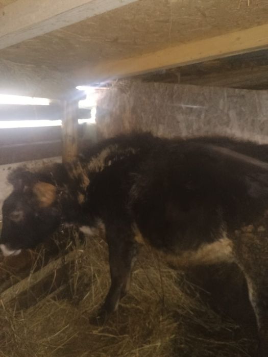 Vând vițea belgiana