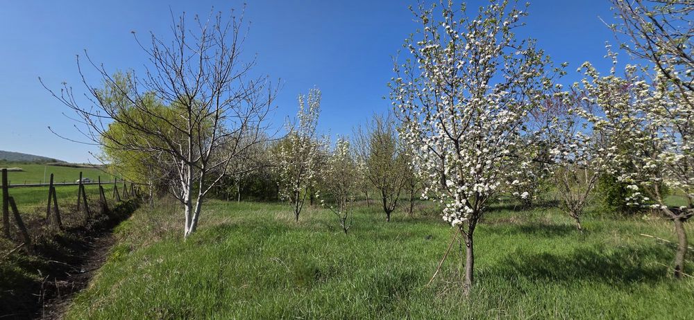 Teren intravilan Mâsca Arad asfalt Drumul Județean 709 l 3000 mp