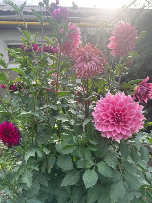 Продам цветы разные