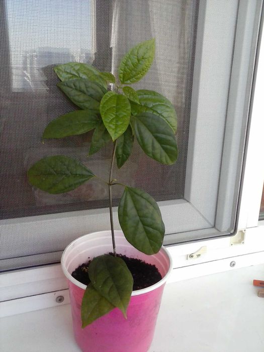 Клеродендрум Томпсона