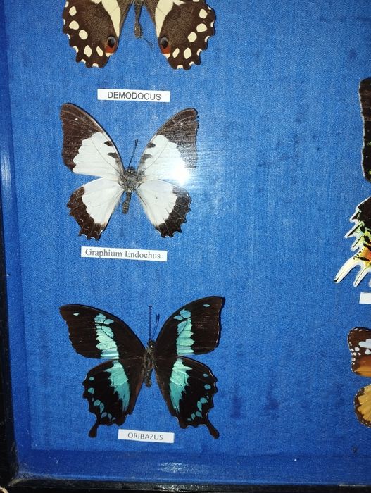 Препарирани пеперуди