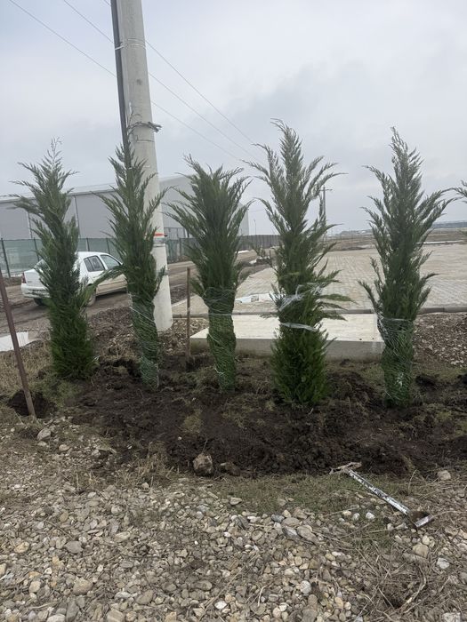 Cupressocyparis leylandi. 100 lei