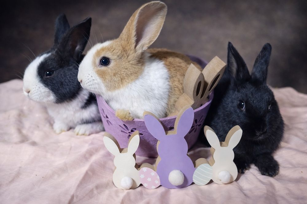 Vand hycole francez masculi