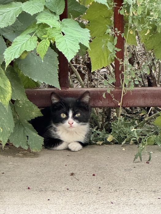 Котенок в добрые руки