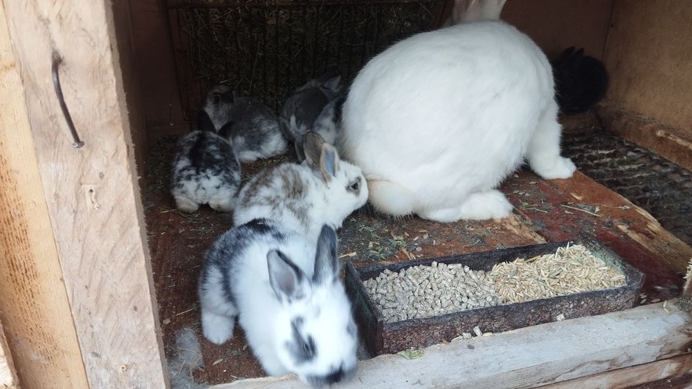 Продаются кролики