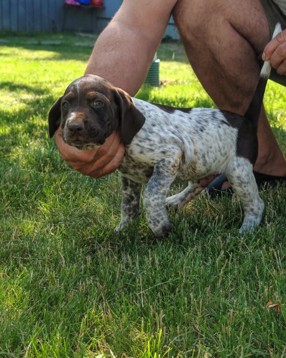 Pui Brac German 7 saptamani Vaccinati