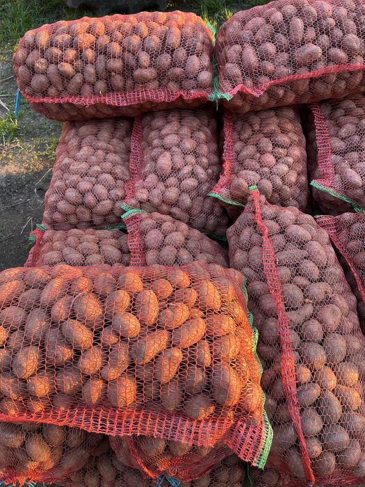 Vând cartofi de consum si sămânță