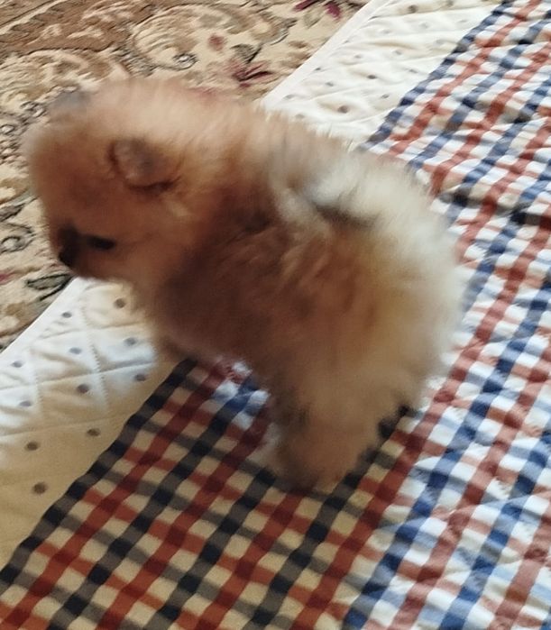 Девочка померанского шпица