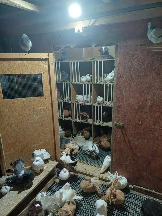 Porumbei de vanzare!