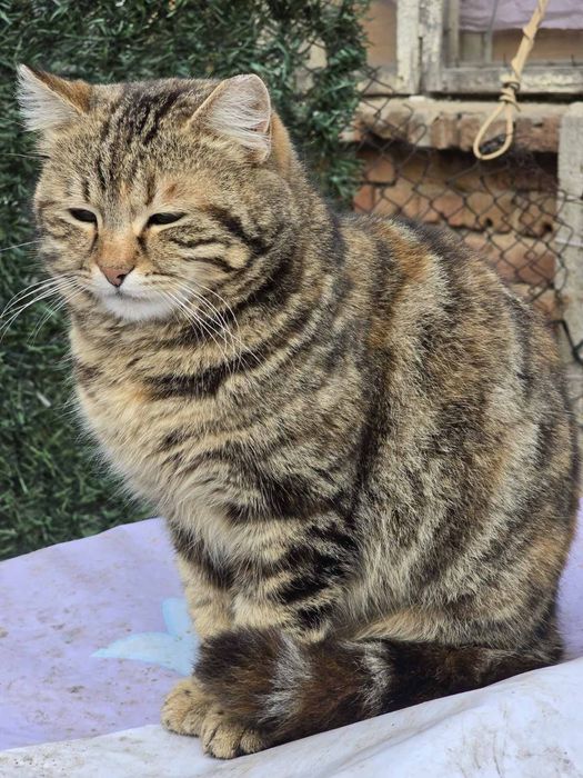 Подаряват се котета