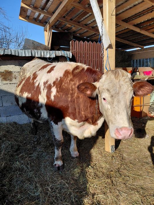 Vând vaca gestanta urgent