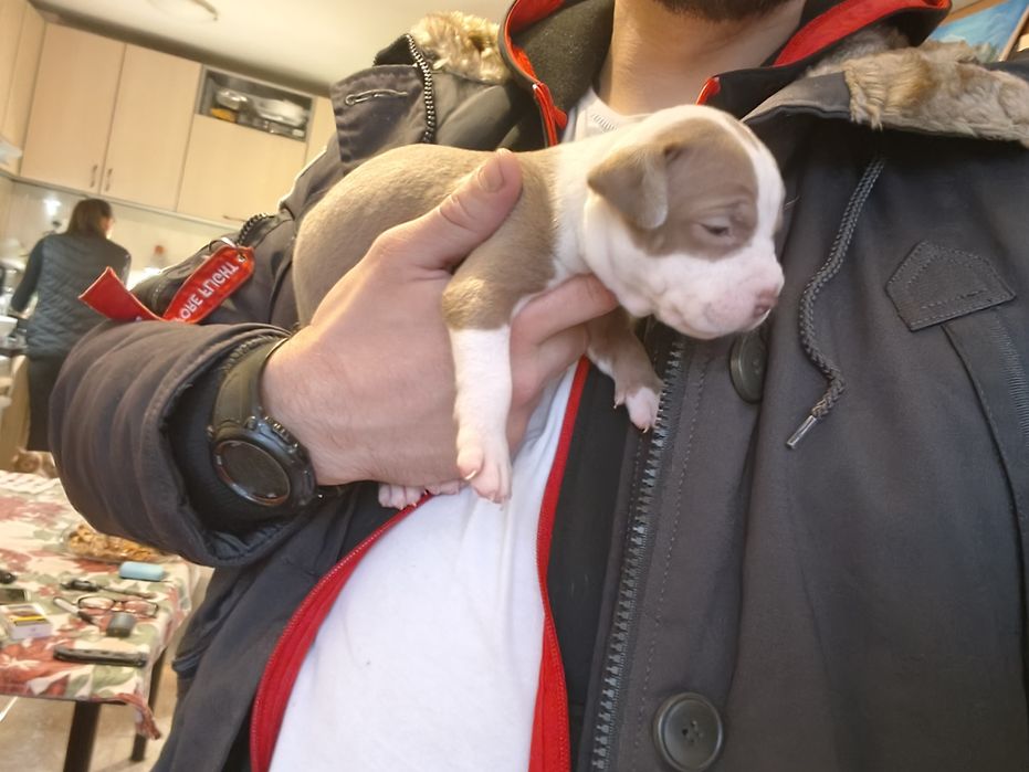 Питбулчета бебета