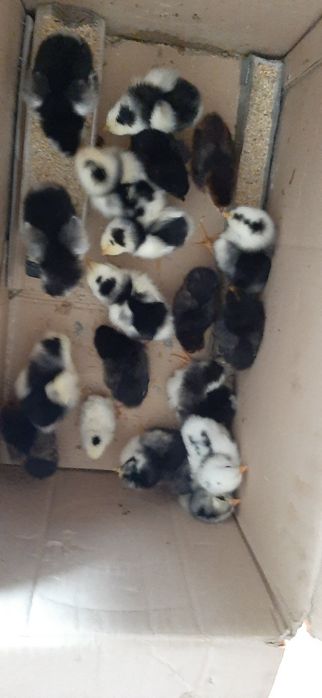 Pui rasa pita pinta asturiana