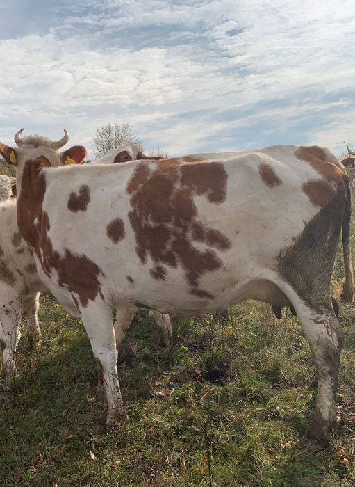 Vând vacă bălțată