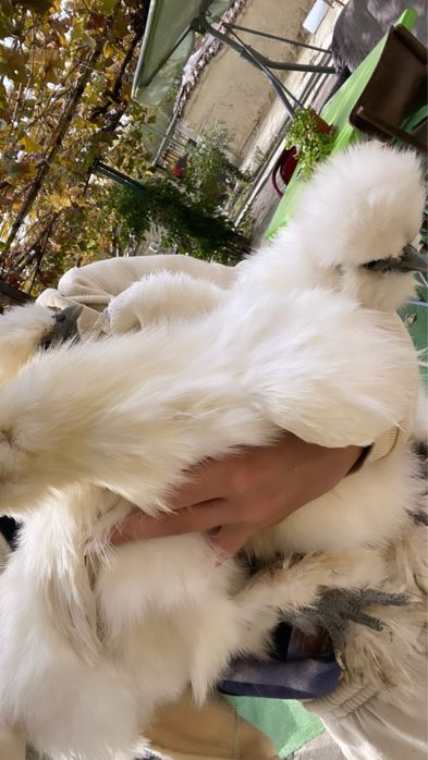 Бели Копринки