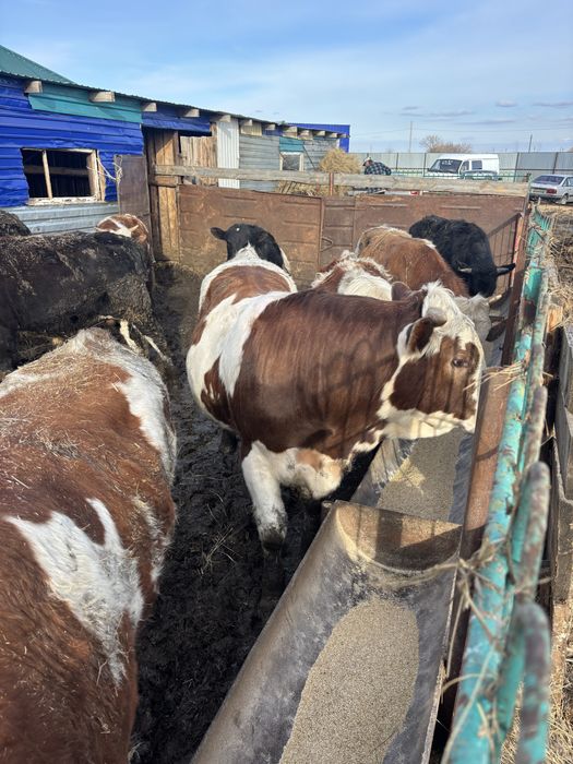 Продам быков с откорма