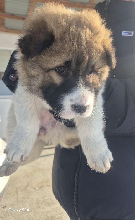 Собака,кушык,алабай