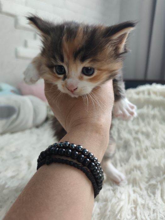Котята породы Мейн кун